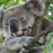 wraparound by koalagardens