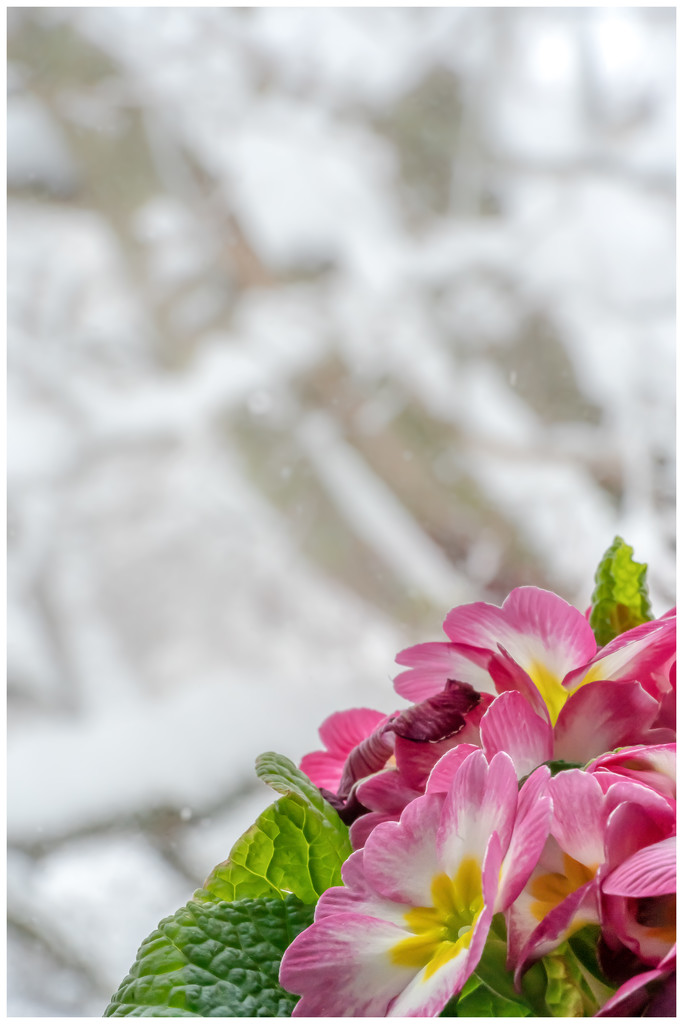 primrose in the snowy window by jernst1779