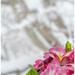 primrose in the snowy window by jernst1779