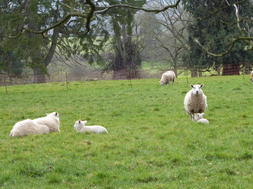 the first lambs i have seen this year  .. by snowy
