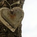 Love Heart on a Tree by cookingkaren