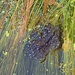 Frogspawn by 365projectmaxine