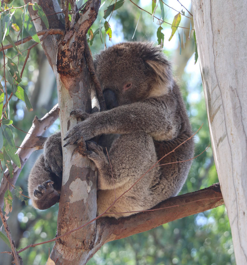 Koala visitor by flyrobin