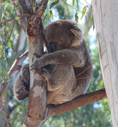 28th Feb 2019 - Koala visitor