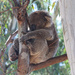 Koala visitor by flyrobin