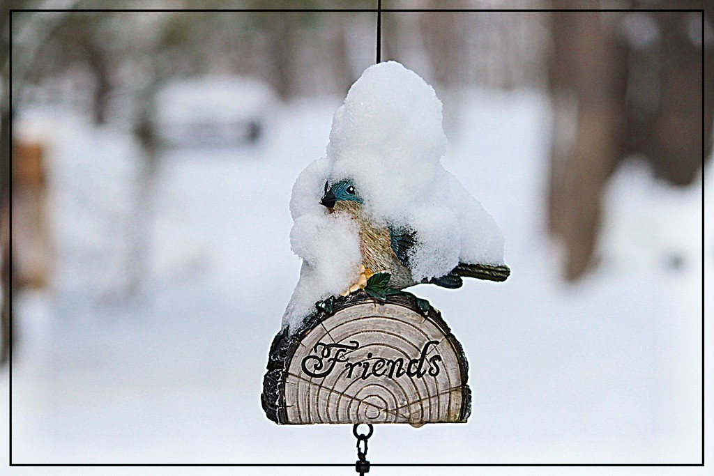 Snow Covered Bluebird by olivetreeann