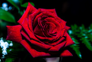 21st Feb 2019 - A Rose By Any Other Name