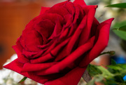 24th Feb 2019 - Red Rose