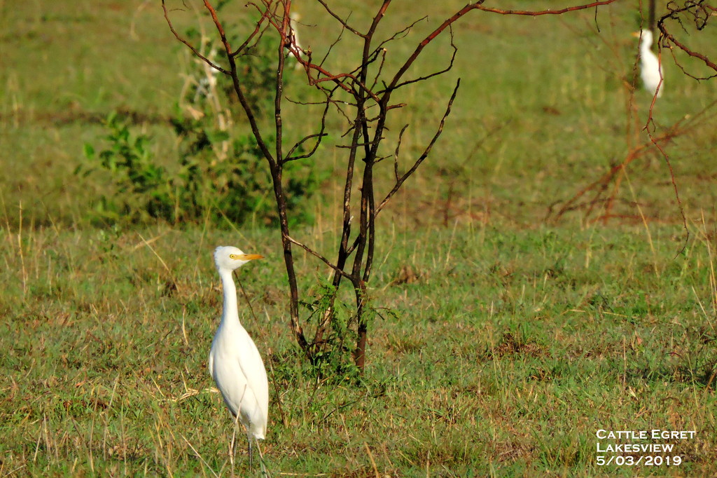 Cattle Egret by ubobohobo