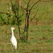 Cattle Egret by ubobohobo