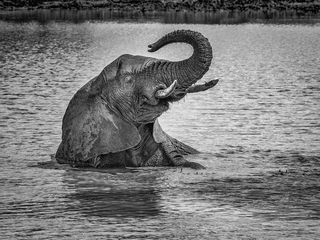 Happy Young Elephant Loves Bathing by taffy