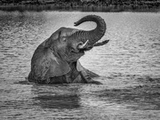 2nd Mar 2019 - Happy Young Elephant Loves Bathing