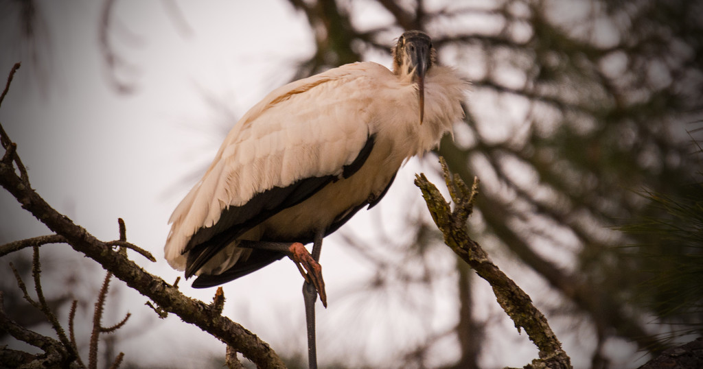 Woodstork, Getting Ready for Night Time! by rickster549