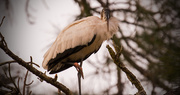 4th Mar 2019 - Woodstork, Getting Ready for Night Time!