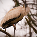 Woodstork, Getting Ready for Night Time! by rickster549