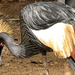 Black crowned Crane  by ludwigsdiana