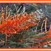 Orange Grevillea by koalagardens