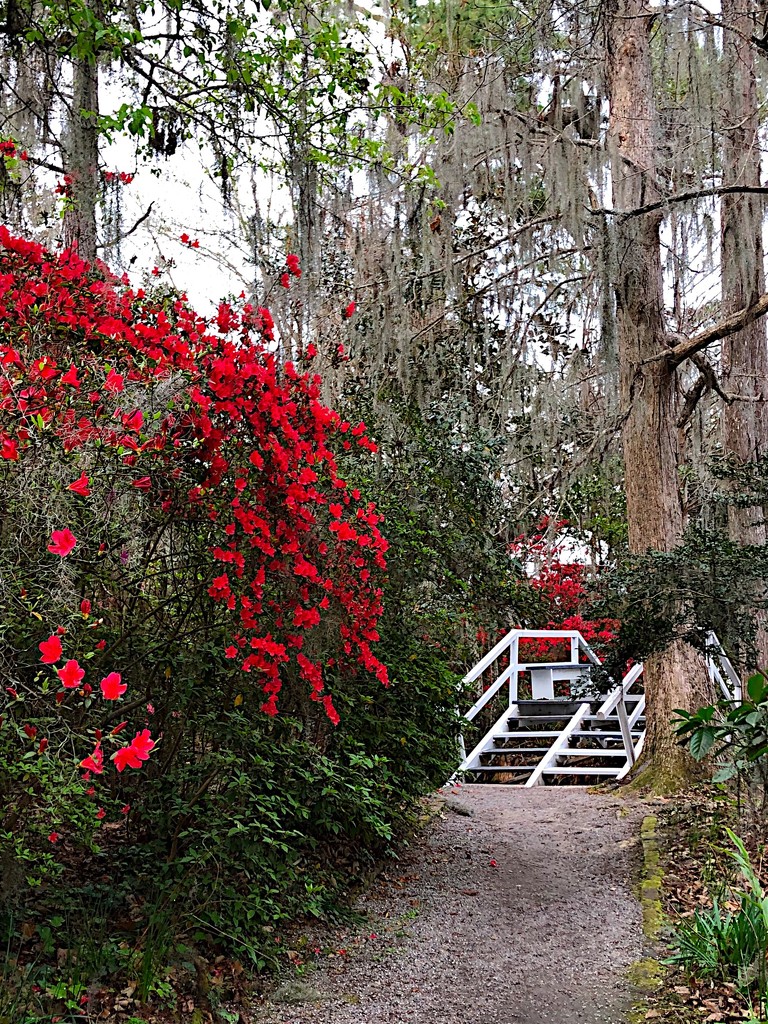 Bridge and footpath leading past hundreds of azalea and camellia bushes at Magnolia Gardens near Charleston. by congaree