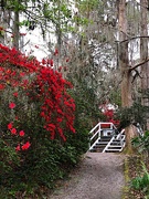5th Mar 2019 - Bridge and footpath leading past hundreds of azalea and camellia bushes at Magnolia Gardens near Charleston.