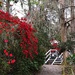 Bridge and footpath leading past hundreds of azalea and camellia bushes at Magnolia Gardens near Charleston. by congaree