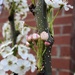 Pear blossoms by homeschoolmom