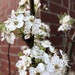 Pear tree in bloom by homeschoolmom