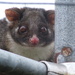 Hanging out to dry - A cheeky Ringtail Possum on my washing line #1 by kgolab