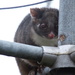 Hanging out to dry - A cheeky Ringtail Possum on my washing line #2 by kgolab