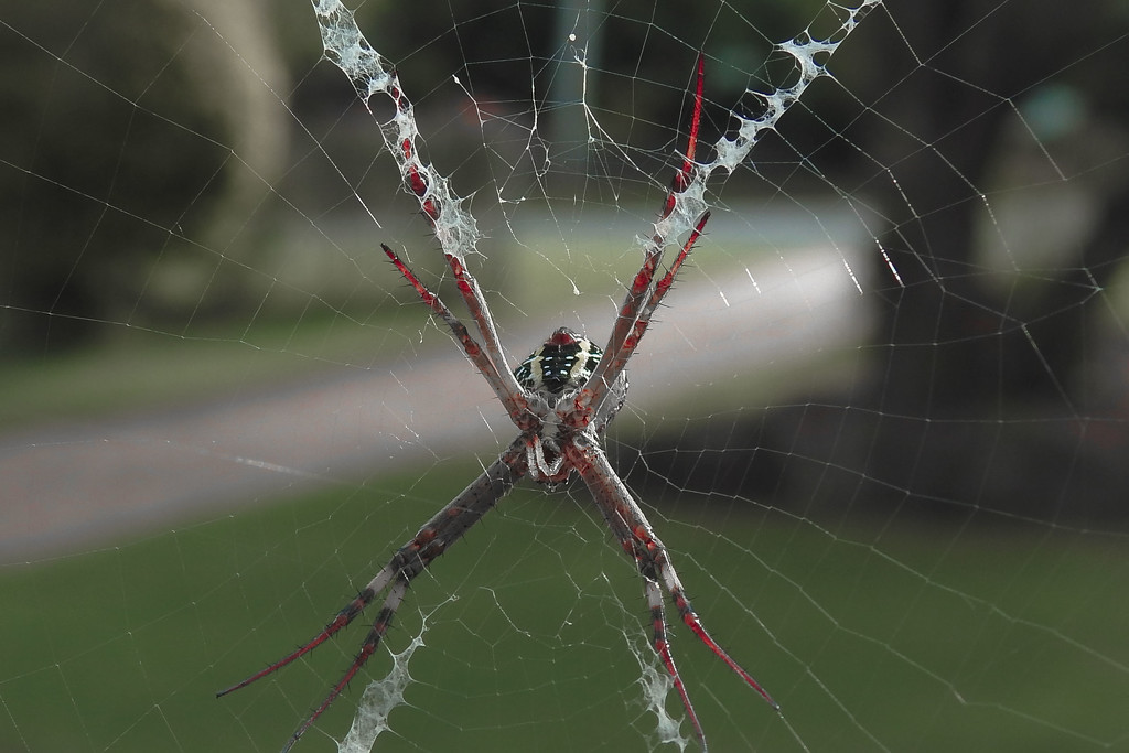 St. Andrews Cross spider by jeneurell