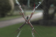 2nd Mar 2019 - St. Andrews Cross spider