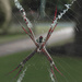 St. Andrews Cross spider by jeneurell