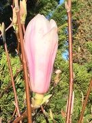 4th Mar 2019 - Early Magnolia