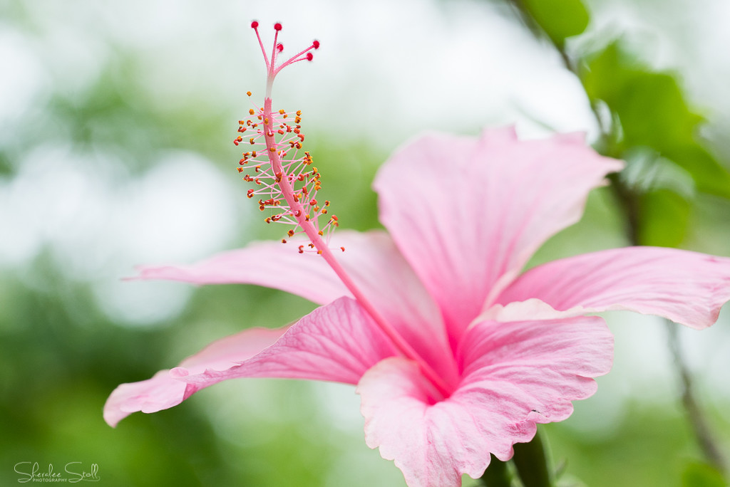 Pink Hibiscus by bella_ss