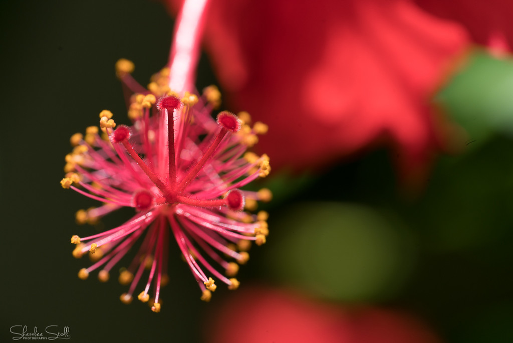 Red Hibiscus by bella_ss