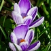 Love a crocus by orchid99