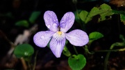 4th Mar 2019 - Violet in the rain