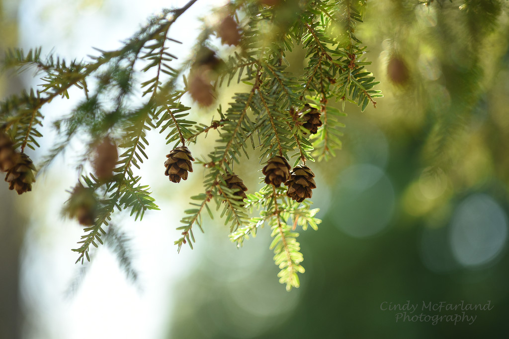 Tiny Pine Cones by cindymc