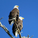 Lincoln Park's Eagles by seattlite