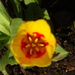 tulip by arthurclark