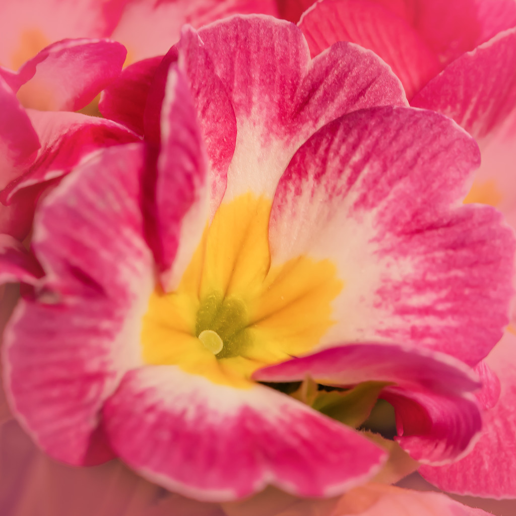 primrose closeup by jernst1779