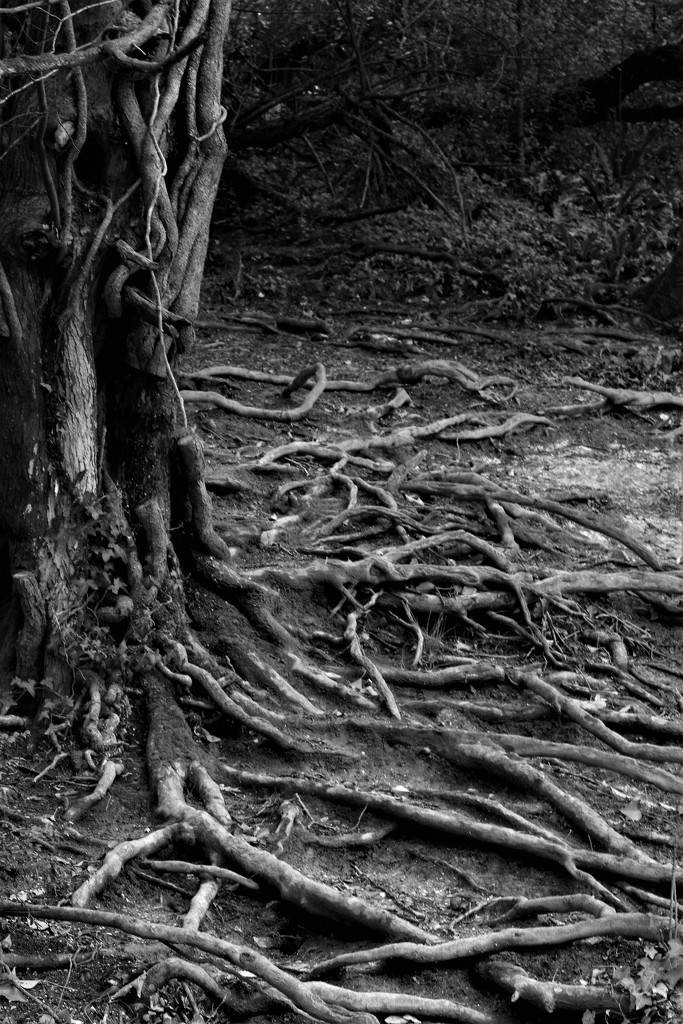 Roots to Trunk by thedarkroom
