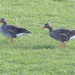 Grey Lag Geese by lifeat60degrees