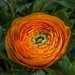 Ranunculus Flower by tonygig