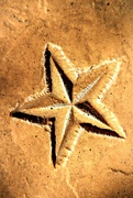 2nd Mar 2019 - Star in Stone