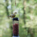 Greenfinch Lunch by vignouse