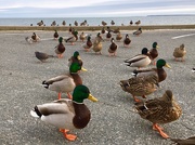 1st Mar 2019 - Ducks in a Row