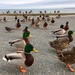 Ducks in a Row by radiodan