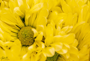 6th Mar 2019 - Yellow flowers