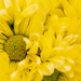 Yellow flowers by yorkshirekiwi