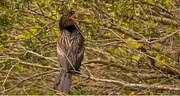5th Mar 2019 - Anhinga, Just Haning Out!